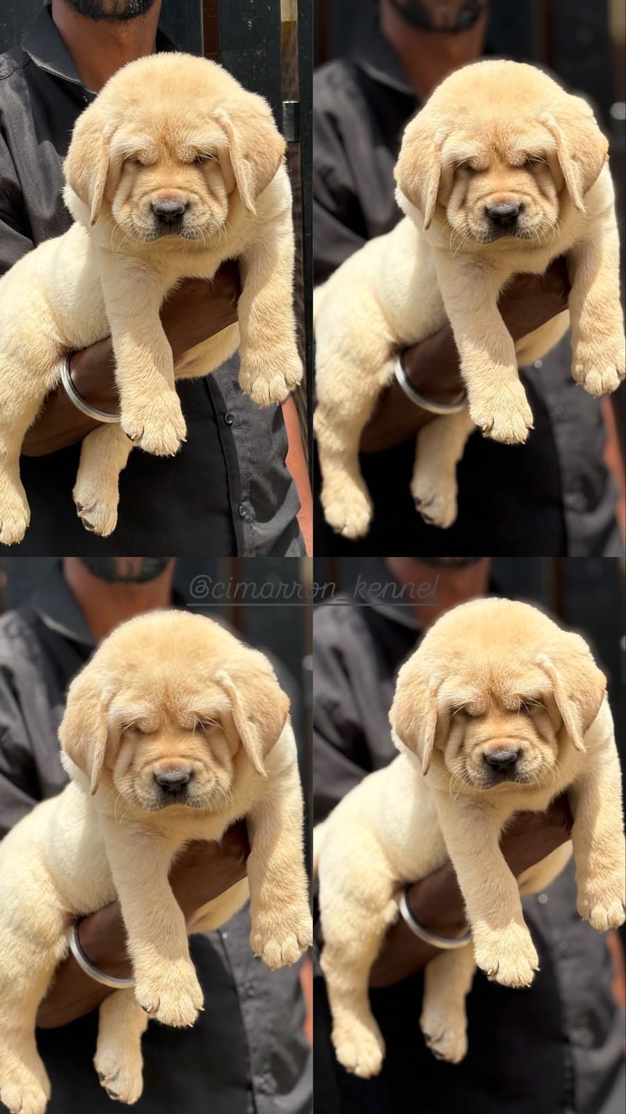 Golden Retriever puppies together